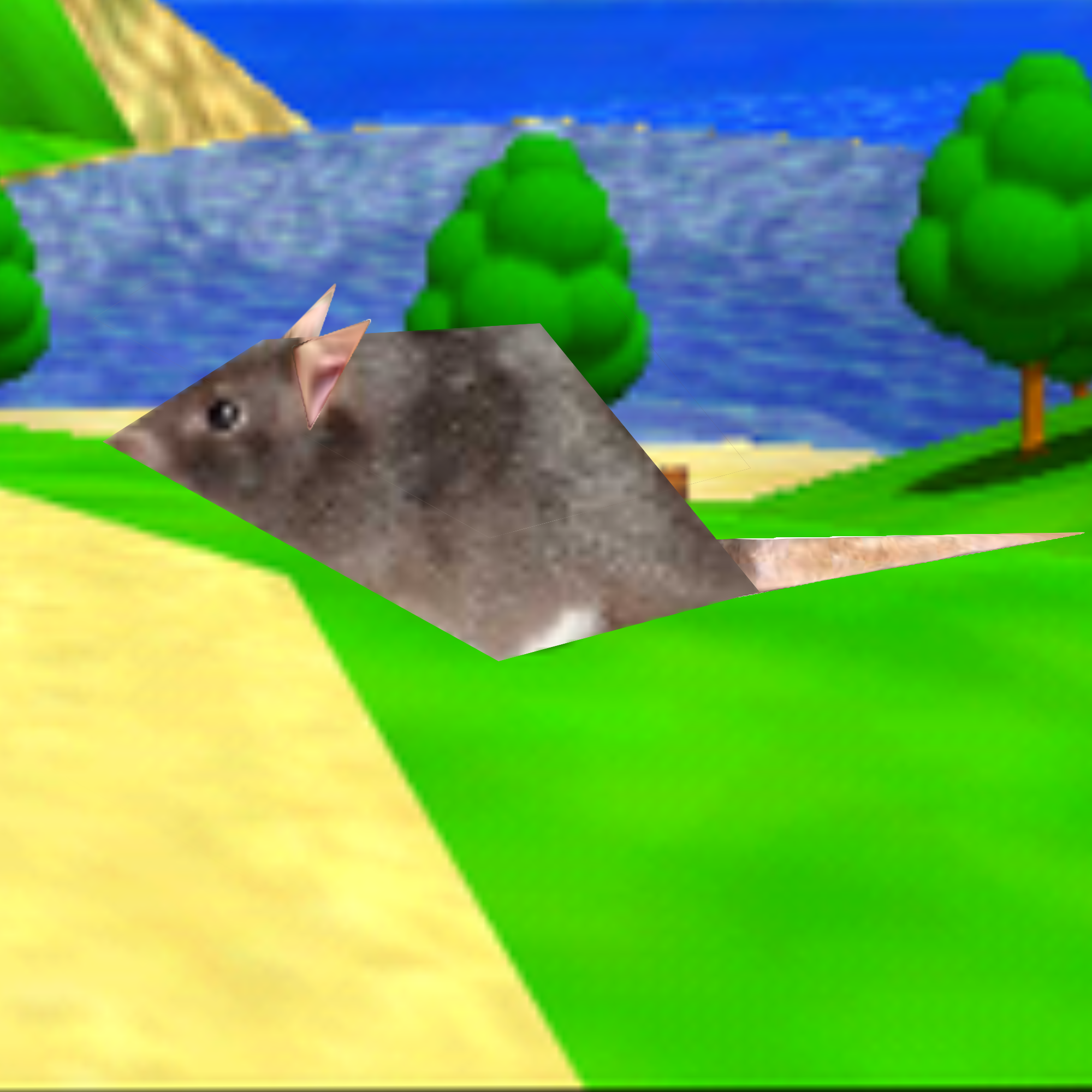 Brown rat (Rattus norvegicus)